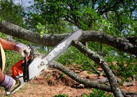 How Our Tree Care Process Works  in  Foscoe, NC